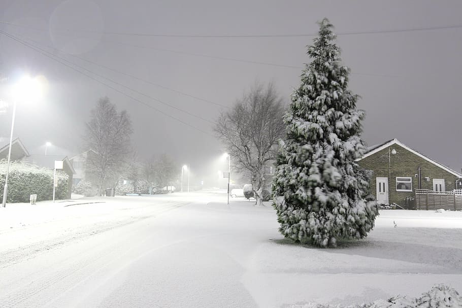 Kiefer, bedeckt, Schnee, kalt, Winter, Sturm, Baum, Straße, Beleuchtung, Schneeflocken, zing, Frost, Wind, Nacht-, kalte Temperatur, Natur, die Architektur, Pflanze, gebaute Struktur, Transport, Himmel, Kabel, Gebäudehülle, Elektrizität, keine Leute, Abdeckung, Stromleitung, Gebäude, draußen, schneit, 4K