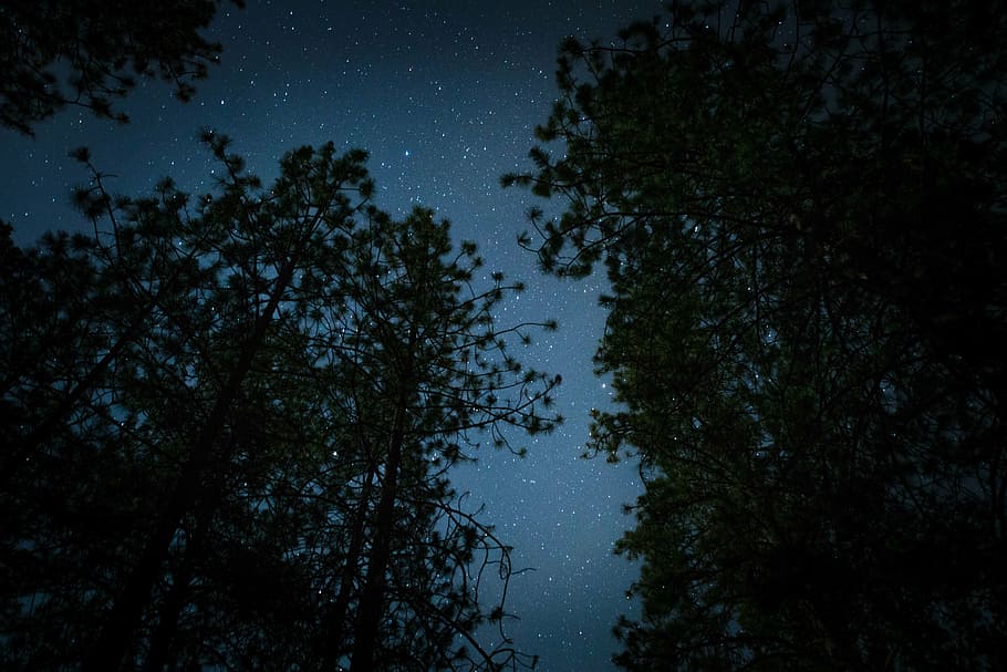 silueta, arbres, nit, verd, alt, temps, fosc, estrelles, mirada a les estrelles, campament, boscos, bosc, arbre, naturalesa, cel, cap gent, estrella - espai, bellesa a la natura, a l'aire lliure, astronomia, galàxia, planta, tranquil·litat, escena tranquil·la, espai, vista d’angle baix, escenics - natura, creixement, estrella, camp estel·lar, branca, llum de la lluna, directament a sota, copa de l'arbre, 5K
