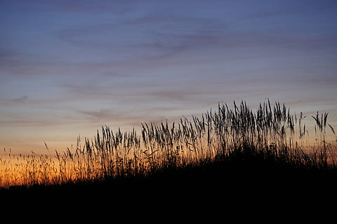 posta de sol, estiu, sol, naturalesa, tarda, paisatge, núvols, solstici, arbre, cel del capvespre, cel, taronja, herba, silenci, vacances, tranquil·litat, planta, escena tranquil·la, bellesa a la natura, escenics - natura, creixement, núvol - cel, terra, camp, cap gent, escena no urbana, medi ambient, a l'aire lliure, idíl·lic, remot, 4K, CC0, domini públic, lliure de regalies