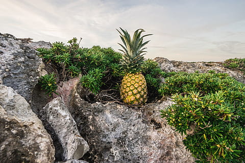 mar, paisatge, cel, núvols, flora, flors, fruita, fulles, a l'aire lliure, pinya, plantes, roques, pedres, fruita tropical, planta, naturalesa, creixement, alimentació saludable, cap gent, dia, color verd, frescor, menjar, menjar i beguda, arbre, rock, rock - object, sòlid, Palmera, benestar, 5K, CC0, domini públic, lliure de regalies