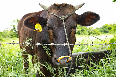 mucca, ranch, viso, temi animali, animale, mammifero, domestico, bestiame, animali domestici, un animale, vertebrato, pianta, etichetta del bestiame, nessuno, natura, erba, terra, campo, guardando la fotocamera, ritratto, all'aperto, testa di animale, erbivoro, 4K, CC0, dominio pubblico, privo di copyright