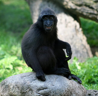 Macaca, ape, ung, macaca nigra, sitter, ser, pattedyr, smil, dyre temaer, dyr, dyreliv, primat, dyr i naturen, ett dyr, fast, stein, rock-objekt, virveldyr, ser bort, dag, fokusere på forgrunnen, ingen folk, portrett, utendørs, 1080P, CC0, offentlig domene, opphavsrett gratis