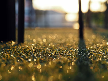 kunstgras, achtergrond, backlit, oppervlakte, kom tot rust, natuur, groen, defocused, achtergronden, abstract, selectieve aandacht, geen mensen, detailopname, binnenshuis, oppervlakteniveau, dag, glas - materiaal, nat, stilleven, rijkdom, sieraden, overvloed, transparant, goudkleurig, zonlicht, venster, bedrijf, glimmend, luxe, 4K, CC0, publiek domein, royaltyvrij