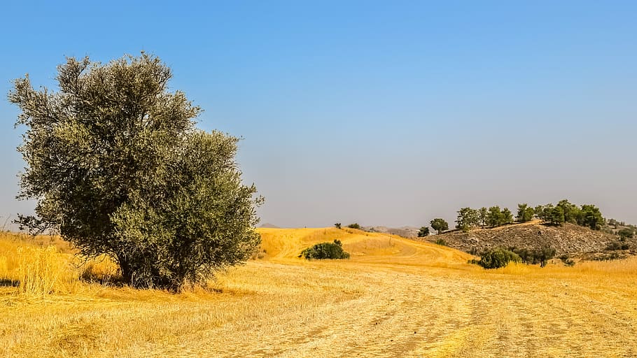 arbres, prat, paisatge, naturalesa, rural, camp, estiu, mathiatis, Xipre, agricultura, arbre, escena rural, granja, planta, terra, cel, medi ambient, herba, cultiu, escenics - natura, tranquil·litat, cap gent, menjar, blau, bellesa a la natura, planta de cereals, a l'aire lliure, 4K