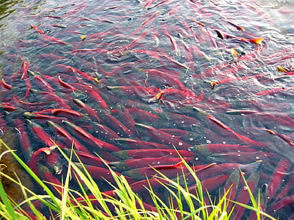 peix, salmó, chum, frau, spawn, un ramat de, yama, recés, platja, depredador, grup d’animals, nedar, aigua, animals a la natura, gran grup d’animals, temes d'animals, fauna animal, vertebrats, animal, sota l'aigua, vista d’angle alt, cap gent, escola de peixos, naturalesa, dia, carpa, carpa koi, llac, marí, a l'aire lliure, 1080P, CC0, domini públic, lliure de regalies