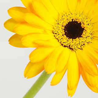 gerbera, blomst, forår, germini, blomstre, flor, kærlighed, duft, romantisk, Valentins Dag, gul, kronblad, skrøbelighed, blomsterhoved, friskhed, blomstrende plante, sårbarhed, blomsterstand, plante, skønhed i naturen, vækst, tæt på, pollen, solsikke, natur, ingen mennesker, daisy, studio skud, gazania, 720P, CC0, offentligt domæne, royaltyfrie