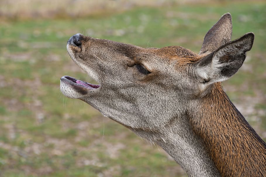 biche, Bramer, capo, profilo, animale, temi animali, un animale, mammifero, vertebrato, concentrarsi sulle conoscenze acquisite, avvicinamento, fauna selvatica, nessuno, animali allo stato selvatico, parte del corpo animale, campo, terra, giorno, testa di animale, animali domestici, Marrone, vista laterale, natura, all'aperto, vista profilo, erbivoro, bocca animale, bocca aperta, 5K