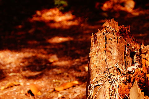 albero, creativo, salva alberi, natura, la deforestazione, forestazione, naturale, indiano, all'aperto, autunno, foresta, foglia, giallo, bosco, colore arancione, legno - materiale, concentrarsi sulle conoscenze acquisite, terra, nessuno, luce del sole, legna, tronco d'albero, avvicinamento, giorno, tronco, problemi ambientali, pianta, campo, danno ambientale, abbaiare, pianta morta, 5K, CC0, dominio pubblico, privo di copyright