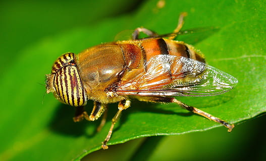 Gelb, braun, Biene, Blatt, Nahansicht, Insekt, Makro, wirbellos, Tierthemen, Tier, ein Tier, Tierwelt, Tiere in freier Wildbahn, grüne Farbe, Pflanzenteil, Natur, Pflanze, keine Leute, Tierflügel, selektiver Fokus, fliegen, draußen, Tierkörperteil, Fokus auf den Vordergrund, Tierbein, Tierauge, 1080P, CC0, gemeinfrei, lizenzfrei