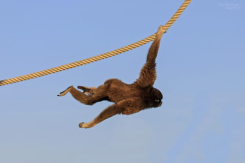 mono berber, mono, monos, zoo, animal, cielo, temas de animales, fauna animal, un animal, animales en la naturaleza, nadie, cielo limpio, vertebrado, cuerda, naturaleza, azul, vista de ángulo bajo, volador, pájaro, colgando, día, longitud total, mamífero, aire, directamente debajo, 2K, CC0, dominio público, libre de derechos