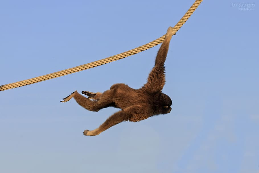 mico berber, mico, micos, zoo, animal, cel, temes d'animals, fauna animal, un animal, animals a la natura, cap gent, cel clar, vertebrats, corda, naturalesa, blau, vista d’angle baix, volant, ocell, penjant, dia, longitud completa, mamífer, a l'aire, directament a sota, 2K