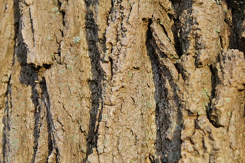 écorce, arbre, bûche, tribu, structure, la nature, bois, tronc d'arbre, tronc, plein cadre, plante, personne, texturé, arrière-plans, fermer, journée, écorce végétale, en plein air, rugueux, bois - matériau, marron, modèle, animal, fissuré, thèmes animaux, effet texturé, pinède, 5K, CC0, domaine public, libre de droits