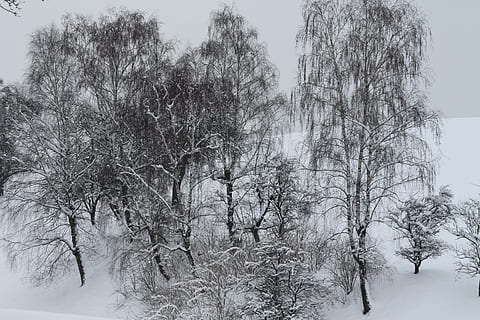 zima, drzewa, śnieg, zimowy, drzewa, zimna temperatura, drzewo, Natura, dzień, roślina, piękno natury, Oddział, żadnych ludzi, spokój, niebo, nagie drzewo, spokojna scena, scenics - natura, pokrycie, na dworze, wylądować, niski kąt widzenia, 4K, CC0, domena publiczna, darmowe zdjęcia
