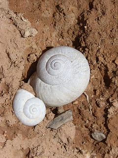 snail, snails, shell, spiral, architecture animal, geometry animal, nature, sand, animal, animal shell, animal wildlife, mollusk, animal themes, gastropod, invertebrate, no people, close-up, animals in the wild, land, one animal, solid, rock, day, high angle view, 4K, CC0, public domain, royalty free