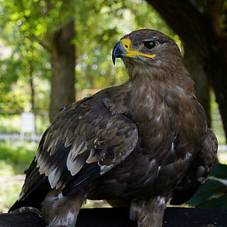 aquila, falco, Aquila reale, predatore, uccello, razza piumata, giallo, becco, Ali, temi animali, animale, animali allo stato selvatico, vertebrato, fauna selvatica, un animale, uccello rapace, concentrarsi sulle conoscenze acquisite, giorno, albero, avvicinamento, nessuno, natura, all'aperto, analizzare, cercare, guardare, pianta, aquila - uccello, occhio animale, 2K, CC0, dominio pubblico, privo di copyright
