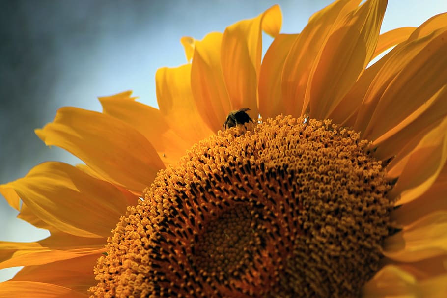 solsikke, bi, sommer, solskin, farverig, kronblade, profil, orange, gul, Brun, morgen, solopgang, blomst, blomstrende plante, blomsterhoved, kronblad, blomsterstand, skønhed i naturen, plante, vækst, sårbarhed, pollen, friskhed, skrøbelighed, tæt på, natur, ingen mennesker, ekstrem nærbillede, dag, udendørs, blødhed, 4K