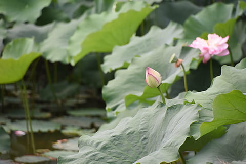 en lille afgift, før de udsættes, skarpe vinkler, sommer, lotus, stilleben, visninger, landskab, parkere, beijing, plante, blomstrende plante, blomst, sårbarhed, skønhed i naturen, blad, skrøbelighed, plante del, friskhed, vækst, kronblad, tæt på, blomsterstand, blomsterhoved, lyserød farve, natur, dag, grøn farve, fokus på forgrunden, ingen mennesker, udendørs, lotus vandlilje, 5K, CC0, offentligt domæne, royaltyfrie