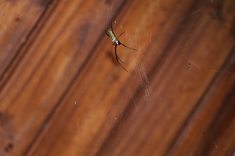 edderkopp, web, arachnid, virvelløse, dyreliv, insekt, dyre temaer, dyr i naturen, dyr, ett dyr, nærbilde, selektiv fokusering, leddyr, dag, ingen folk, brun, tre - materiale, natur, utendørs, zoologi, dyrfløyen, 5K, CC0, offentlig domene, opphavsrett gratis