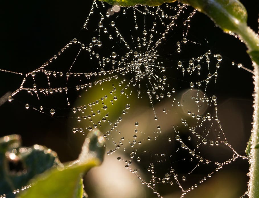 teranyina, rosada, degoteig, morgentau, xarxa, tancar, macro, perles, naturalesa, conservació de la natura, reserva natural, gota d’aigua, tela d'aranya amb comptes d'aigua, gota de rosada, girar fils, sol de matí, comptes, aranya, tirar, humit, full, primer pla, aigua, centrar-se en primer pla, fragilitat, cap gent, vulnerabilitat, bellesa a la natura, a l'aire lliure, dia, planta, patró natural, enfocament selectiu, atrapat, creixement, web, complexitat, fons negre, gota de pluja, 4K