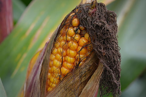 maíz, matraz, vegetal, naturaleza, de cerca, amarillo, árbol, fauna animal, temas de animales, centrarse en primer plano, nadie, animales en la naturaleza, planta, día, comida, comida y bebida, un animal, al aire libre, animal, alimentación saludable, tronco de arbol, enfoque selectivo, el maletero, 5K, CC0, dominio público, libre de derechos