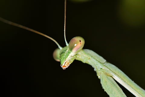 merapatkan, fotografi, hijau, berdoa, belalang, belalang sembah, serangga, bug, serangga hijau, asing, predator, predator penyergapan, antena, kaki depan, berburu, mencari, Profil, makro, makhluk, alam, hewan, malam, biologi, ilmu serangga, arthropoda, mantodea, tema binatang, satu binatang, satwa liar hewan, binatang di alam liar, tidak ada orang, latar belakang hitam, invertebrata, bagian tubuh hewan, reptil, bertulang belakang, warna hijau, di luar rumah, kadal, menyalin ruang, kepala hewan, mata binatang, 4K, CC0, domain publik, bebas royalti