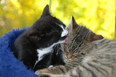 Pet, Cat, Clean, domestic Cat, pets, animal, cute, domestic Animals, feline, kitten, nature, outdoors, mammal, sleeping, young Animal, fur, resting, animal themes, no people, domestic, vertebrate, one animal, relaxation, whisker, close-up, mouth open, mouth, facial expression, 4K, CC0, public domain, royalty free