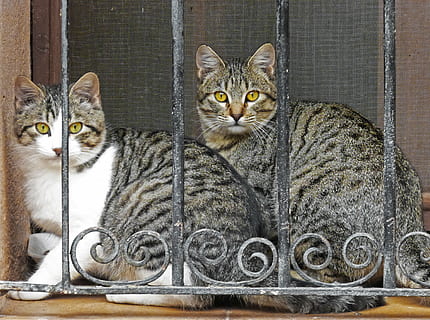 to, korthårige sort-farvede katte, sidder, ved siden af, sort, metal rækværk, katte, rist, se, vindue, indenlandske kat, kæledyr, dyr, nuttet, husdyr, killing, feline, kat, indenlandske, dyre temaer, pattedyr, hvirveldyr, portræt, kigger på kameraet, gruppe af dyr, ingen mennesker, bakkenbart, lempelse, to dyr, indendørs, tabby, 4K, CC0, offentligt domæne, royaltyfrie