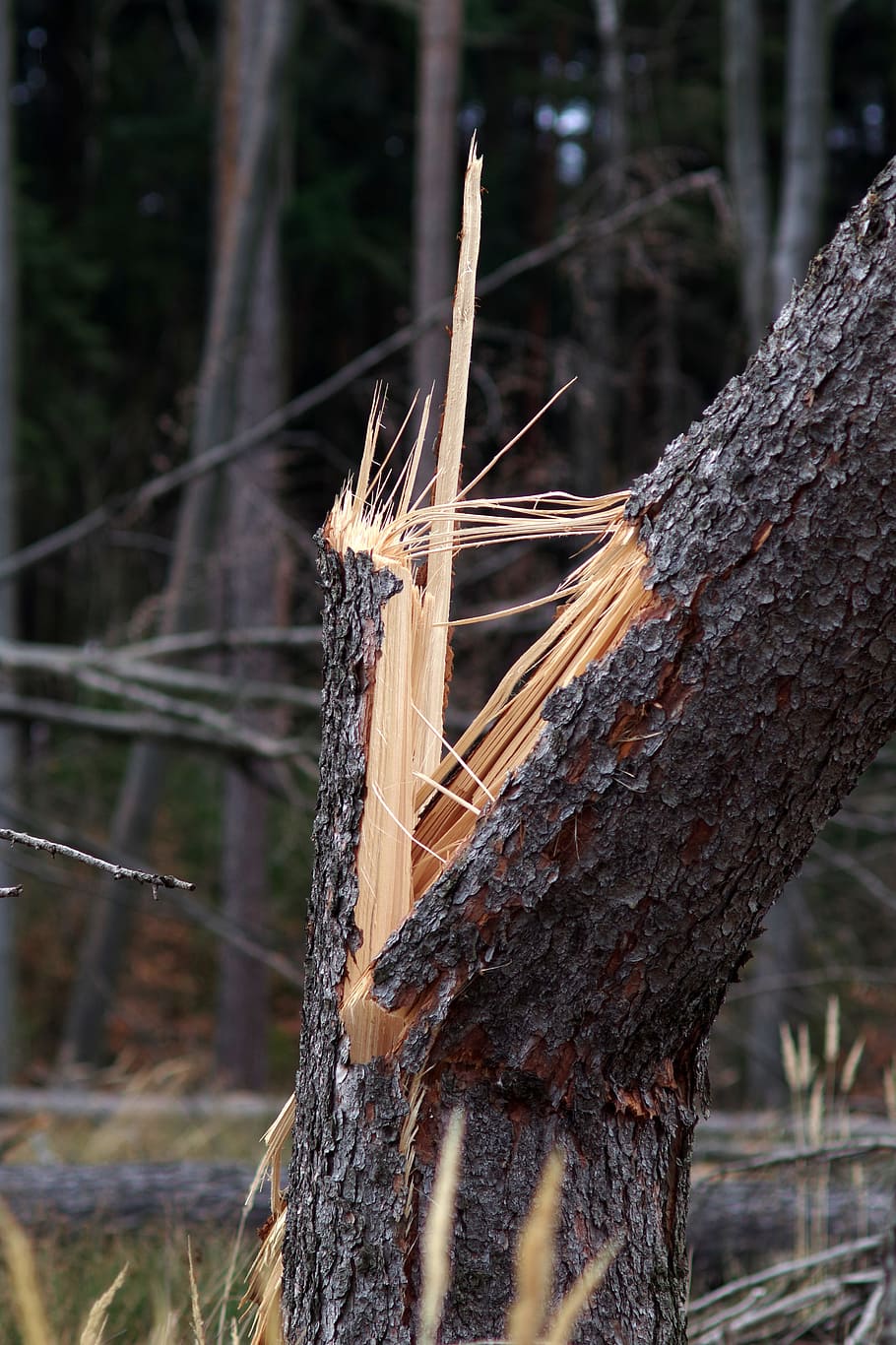 arbre trencat, xips, tronc, bosc, destruir, tempesta, orkan, la destrucció del, arbre caigut, naturalesa, arbre, a la cort de, temporada, el medi ambient, sec, protecció ambiental, plantes, agut, fusta, serradora, indústria de la fusta, planta, tronc de l'arbre, centrar-se en primer pla, cap gent, dia, terra, fauna animal, un animal, primer pla, material de fusta, a l'aire lliure, temes d'animals, animal, animals a la natura, vertebrats, creixement, planta morta, picot, 4K