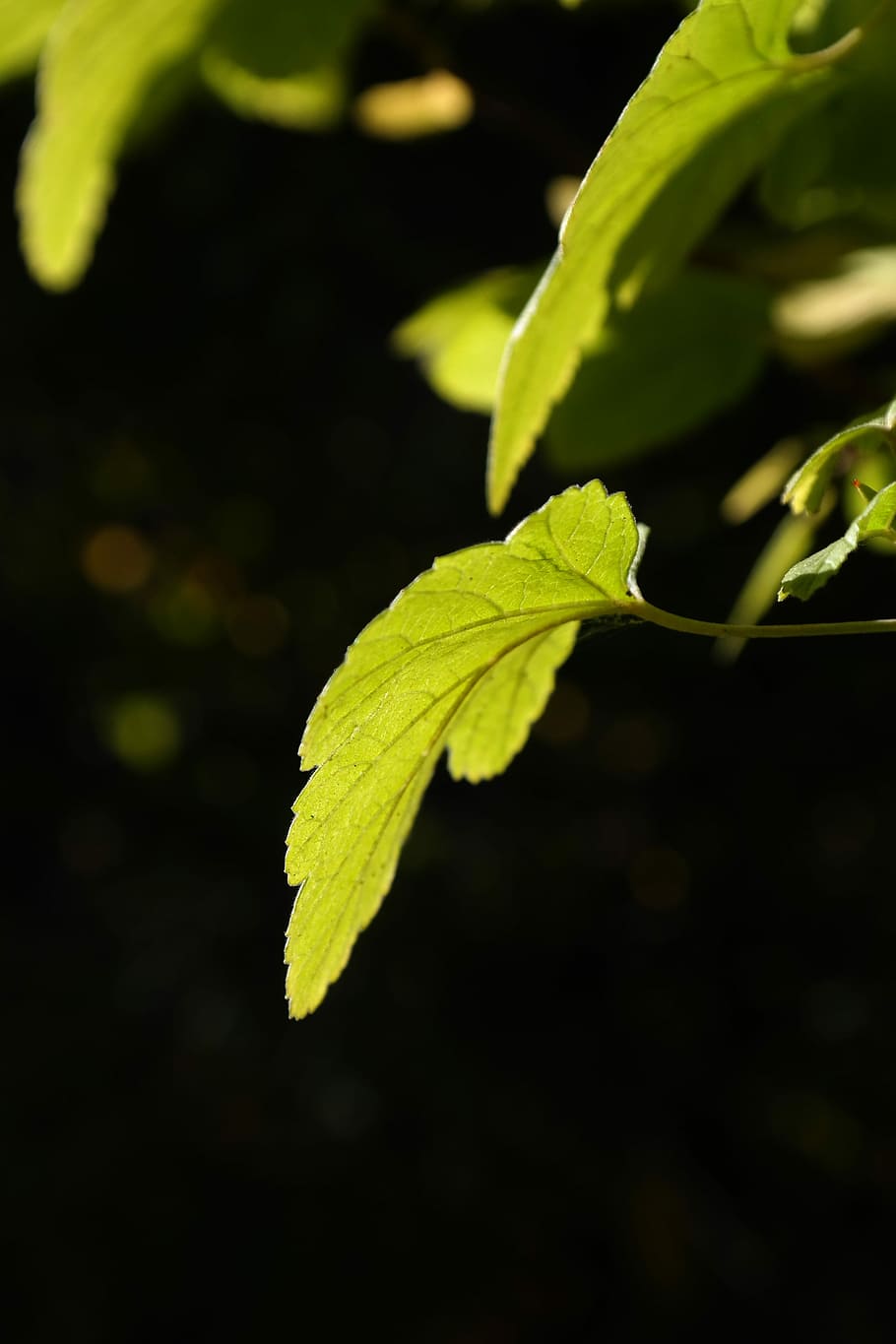 full, llum de fons, verd brillant, sol, brillant, verd, arbust, grosella, ribes, grosella de sang, ribes sanguineum, corpuscle, color verd, planta, primer pla, creixement, cap gent, part de la planta, naturalesa, bellesa a la natura, dia, centrar-se en primer pla, a l'aire lliure, enfocament selectiu, fragilitat, vulnerabilitat, vista d’angle alt, frescor, llum solar, camp, terra, fulles, 5K