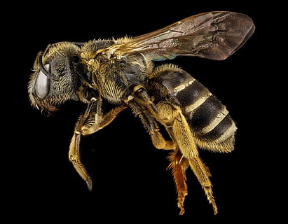 honeybee closeup photography, bee, halictus, macro, pollinator, bug, insect, wings, close up, wildlife, pollen, sting, mounted, side, profile, u s geological survey, black background, animal themes, animal, one animal, studio shot, invertebrate, animal wildlife, indoors, close-up, animals in the wild, arthropod, no people, animal body part, zoology, cut out, nature, extreme close-up, arachnid, animal leg, animal eye, 1080P, CC0, public domain, royalty free