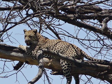 leopardo, preda, albero morto, animali allo stato selvatico, albero, fauna selvatica, animale, temi animali, felino, ramo, mammifero, un animale, Inquadratura dal basso, pianta, grande gatto, gatto, giorno, nessuno, vertebrato, natura, rilassamento, cielo, all'aperto, 2K, CC0, dominio pubblico, privo di copyright
