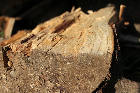 lena, ländlich, Stämme, rustikal, Landwirtschaft, Feld, Anzündholz, Holz, braun, Holz - Material, Baum, Log, Nahansicht, Wald, Abholzung, Bauholz, Natur, keine Leute, texturiert, Fokus auf den Vordergrund, Borke, Baumstumpf, Holzindustrie, draußen, Tag, Kraftstoff- und Stromerzeugung, Rau, selektiver Fokus, Baumring, gehackt, 5K, CC0, gemeinfrei, lizenzfrei
