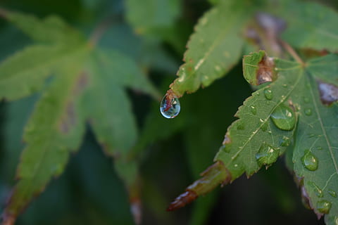 Blatt, Wassertropfen, Tau, Wasser, fallen, Regen, Natur, ein Tier, Tiere in freier Wildbahn, Pflanzenteil, nass, Pflanze, grüne Farbe, Wachstum, Nahansicht, Schönheit in der Natur, keine Leute, Fokus auf den Vordergrund, selektiver Fokus, Tag, Frische, draußen, Verletzlichkeit, Regentropfen, Reinheit, Blätter, Regenzeit, 5K, CC0, gemeinfrei, lizenzfrei
