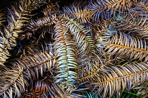 Nadelbaum, Kiefer, Ast, Nadeln, toter Zweig, tot, zerfallen, immergrün, saisonal, Pflanze, Wachstum, keine Leute, Palme, Tag, Hintergründe, Vollbild, Nahansicht, Baum, Natur, Schönheit in der Natur, Blatt, tropisches Klima, draußen, grüne Farbe, Palmblatt, Ruhe, Muster, Pflanzenteil, trocken, tropischer Baum, Blätter, 5K, CC0, gemeinfrei, lizenzfrei