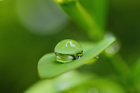Blatt, Huka, tropfen, Wasser, Regen, Regentropfen, schließen, Grün, Natur, Pflanze, nass, grüne Farbe, ein Tier, Nahansicht, Tierthemen, Wachstum, fallen, Pflanzenteil, Schönheit in der Natur, Verletzlichkeit, Zerbrechlichkeit, Frische, selektiver Fokus, keine Leute, Fokus auf den Vordergrund, Tag, draußen, Reinheit, Tau, 2K, CC0, gemeinfrei, lizenzfrei