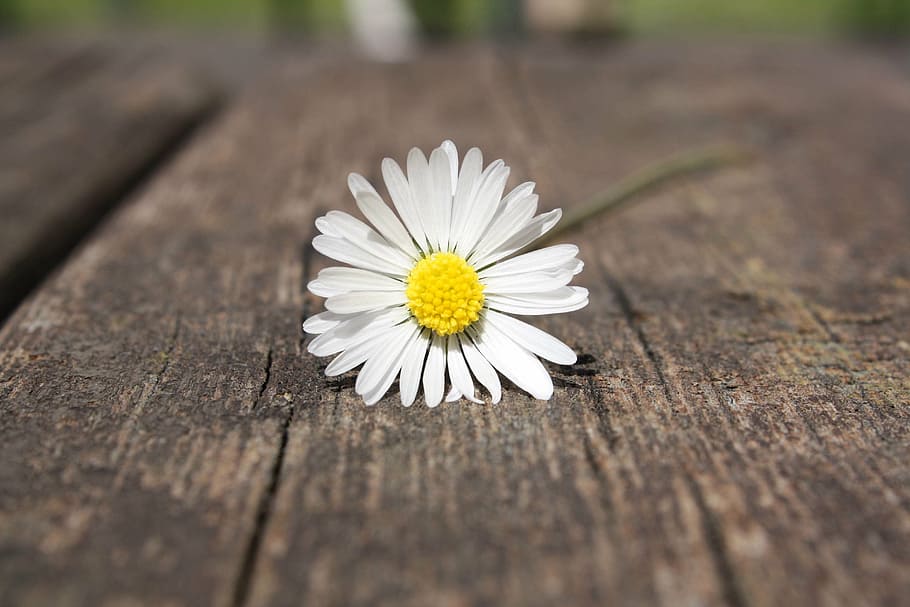 selectiu, fotografia, blanc, flor de margarida, margarida, flor, mà, connexió, fusta, taula, sort, satisfacció, natura morta, sol, planta amb flors, frescor, Color blanc, planta, material de fusta, primer pla, pètal, bellesa a la natura, fragilitat, inflorescència, cap de flor, vulnerabilitat, naturalesa, groc, cap gent, enfocament selectiu, pol·len, a l'aire lliure, 4K