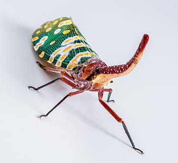 canthigaster cicada, fulgoromorpha, vabzdys, proboscis, ilgai, raudona, spalvinga, žibintų laikiklis, vekselis, hemiptera, mažas gyvūnas, Uždaryti, žibintų kūrėjai, cicada, auchenorrhyncha, taugen, sudėtinės akys, paskirstytas, egzotiškas, baltas fonas, vienas gyvūnas, gyvūnas, gyvūnų temos, studija, Iš arti, gyvūnų gyvūnija, patalpose, bestuburiai, gyvūnams, nėra žmonių, zoologija, gyvūnų kūno dalis, oranžinė spalva, visas ilgis, Iškirpti, gyvūnų antena, aukšto kampo vaizdas, 2K, CC0, Viešasis domenas, nemokamai
