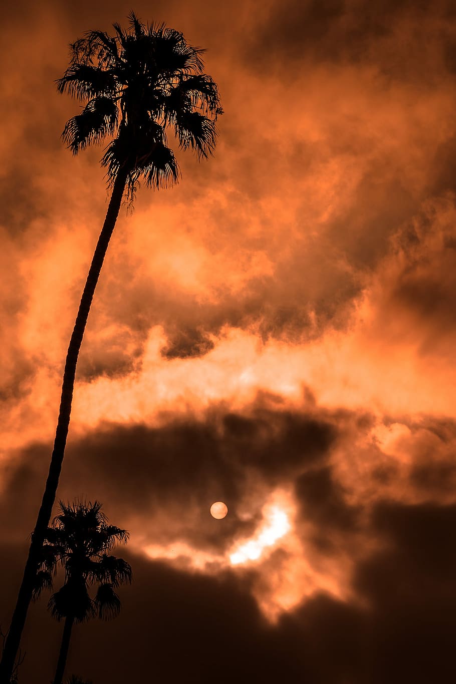cuc, fotografia d'ulls, arbre, daurat, núvols d’hora, fons de pantalla, fons de pantalla Android, fons de Android, bloquejar el fons de la pantalla, Palmera, sol, lluna, taronja, los angele, canviant d'humor, dia, eclipsi, solar, palmell, cel, posta de sol, núvol - cel, clima tropical, silueta, bellesa a la natura, escenics - natura, escena tranquil·la, tranquil·litat, planta, color taronja, naturalesa, vista d’angle baix, cap gent, a l'aire lliure, creixement, idíl·lic, llum solar, palmera de coco, arbre tropical, fulla de palma, cel romàntic, 2K