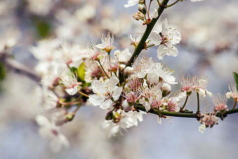 Kirsche, Baum, blühen, Ast, Natur, Sauerkirsche, Kirschblüte, Obstbaum, Frühling, japanische Kirsche, Himmel, Obst, Lebensmittel, Herbst, Blätter, Garten, Früchte, Weiß, Blume, blühende Pflanze, Pflanze, Zerbrechlichkeit, Frische, Verletzlichkeit, Schönheit in der Natur, Wachstum, Nahansicht, Zweig, weiße Farbe, Blütenkopf, Pollen, keine Leute, Kirschbaum, draußen, 2K, CC0, gemeinfrei, lizenzfrei