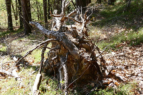 rot, tre, trerot, natur, skog, råtner, gammel rot, land, anlegg, trestamme, stamme, dag, ro, ingen folk, faller, felt, vekst, fallet tre, tre - materiale, død plante, skjønnhet i naturen, utendørs, ikke-urbane scene, bark, drivved, 2K, CC0, offentlig domene, opphavsrett gratis