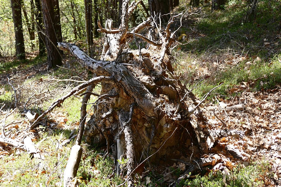 arrel, arbre, arrel de l’arbre, fusta, naturalesa, bosc, podridura, arrel antiga, terra, planta, tronc de l'arbre, tronc, dia, tranquil·litat, cap gent, caient, camp, creixement, arbre caigut, material de fusta, planta morta, bellesa a la natura, a l'aire lliure, escena no urbana, escorça, fusta flotant, 2K