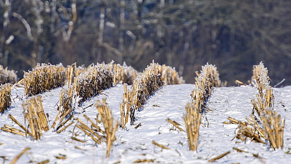 mark, stubble, winter, snow, cold temperature, plant, nature, beauty in nature, land, no people, environment, day, landscape, white color, tree, frozen, tranquility, coniferous tree, outdoors, focus on foreground, scenics - nature, pine tree, pine woodland, snowing, fir tree, 1080P, CC0, public domain, royalty free