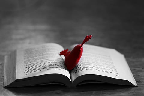cuore, cuscino, minuscolo, libro, amore, rosso, romanza, pubblicazione, Aperto, carta, formazione scolastica, avvicinamento, pagina, nessuno, testo, messa a fuoco selettiva, in casa, creatività, fiore, natura morta, emozione positiva, competenza, pianta fiorita, bellezza nella natura, 5K, CC0, dominio pubblico, privo di copyright