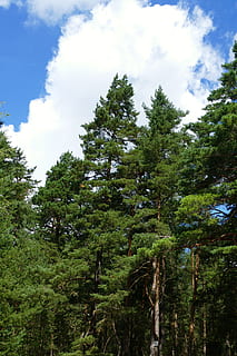 natura, foresta, alberi, nuvole, cielo, blu, romantico, impressione, albero, pianta, crescita, nuvola - cielo, colore verde, bellezza nella natura, la tranquillità, Inquadratura dal basso, giorno, nessuno, scena tranquilla, terra, scenics - natura, all'aperto, scena non urbana, idilliaco, fogliame, albero di conifere, 5K, CC0, dominio pubblico, privo di copyright