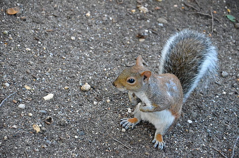 squirrel, animal, park, nature, creature, garden, possierlich, attention, cute, rodent, summer, mammal, brown, view, small, curious, sweet, animal themes, one animal, animal wildlife, animals in the wild, high angle view, no people, vertebrate, land, eating, close-up, focus on foreground, day, chipmunk, food, food and drink, field, 4K, CC0, public domain, royalty free