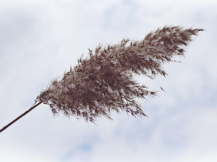 selettivo, foto di messa a fuoco, Marrone, piuma, canna, nuvole, cielo, paesaggio, natura, lago, blu, primavera, in riva al lago, silenzioso, banca, pianta, umore, riposo, acque, idillio, rilassamento, atmosferico, idilliaco, bellissimo, rilassante, recupero, calma, romantico, solitario, solitudine, atmosfera, tranquillo, calmo, nessuno, concentrarsi sulle conoscenze acquisite, giorno, bellezza nella natura, avvicinamento, la tranquillità, crescita, all'aperto, inverno, albero, stelo vegetale, temperatura fredda, nuvola - cielo, Inquadratura dal basso, asciutto, ramoscello, 2K, CC0, dominio pubblico, privo di copyright