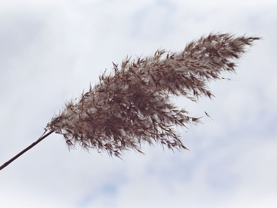 selettivo, foto di messa a fuoco, Marrone, piuma, canna, nuvole, cielo, paesaggio, natura, lago, blu, primavera, in riva al lago, silenzioso, banca, pianta, umore, riposo, acque, idillio, rilassamento, atmosferico, idilliaco, bellissimo, rilassante, recupero, calma, romantico, solitario, solitudine, atmosfera, tranquillo, calmo, nessuno, concentrarsi sulle conoscenze acquisite, giorno, bellezza nella natura, avvicinamento, la tranquillità, crescita, all'aperto, inverno, albero, stelo vegetale, temperatura fredda, nuvola - cielo, Inquadratura dal basso, asciutto, ramoscello, 2K