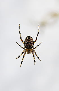 Spinne, Netzwerk, schließen, Spinnenmakro, Natur, Spinnentier, Gliederfüßer, wirbellos, Insekt, Tiere in freier Wildbahn, Tierthemen, Tierwelt, ein Tier, Tier, Nahansicht, Spinnennetz, keine Leute, Zoologie, Zerbrechlichkeit, draußen, Tierkörperteil, Tierbein, Tag, Studioaufnahme, 2K, CC0, gemeinfrei, lizenzfrei