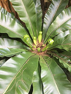 skinnende, blankgröna, blad, grøn farve, vækst, plante del, plante, tæt på, natur, ingen mennesker, skønhed i naturen, dag, udendørs, fuld ramme, baggrunde, friskhed, saftige plante, sollys, ro, tropisk klima, skrøbelighed, sårbarhed, blade, 4K, CC0, offentligt domæne, royaltyfrie