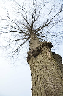 albero, secco, yang shot tree, pianta, tronco d'albero, tronco, albero nudo, ramo, strutturato, nessuno, cielo, natura, Inquadratura dal basso, concentrarsi sulle conoscenze acquisite, giorno, la tranquillità, avvicinamento, all'aperto, abbaiare, legno - materiale, corteccia vegetale, fauna selvatica, pianta morta, 4K, CC0, dominio pubblico, privo di copyright